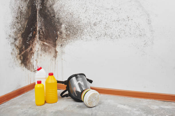 Best Emergency Mold Removal  in Frankl, IN