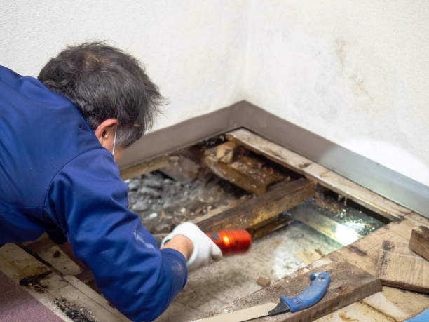 Best Fast Mold Removal  in Frankl, IN