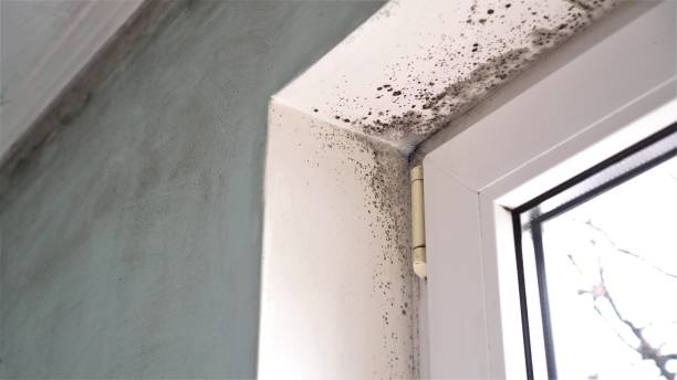 Best Home Mold Removal  in Frankl, IN