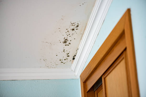 Best Office Mold Removal Services  in Frankl, IN