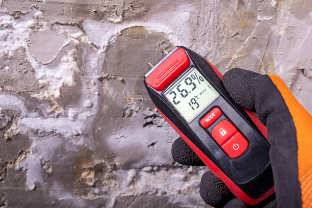 Best Mold Removal Company Near Me  in Frankl, IN