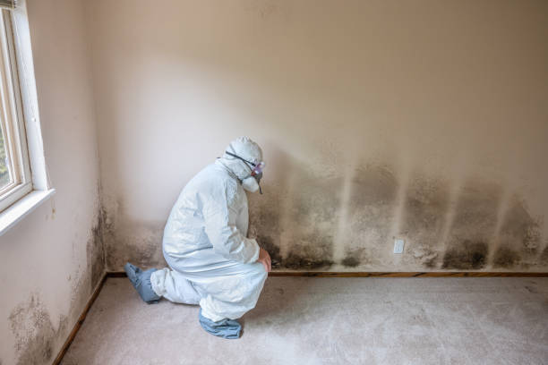 Best Mold Damage Repair  in Frankl, IN