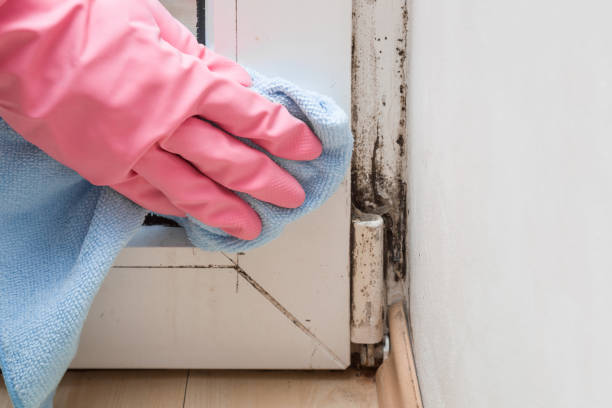 Best Mold Testing  in Frankl, IN