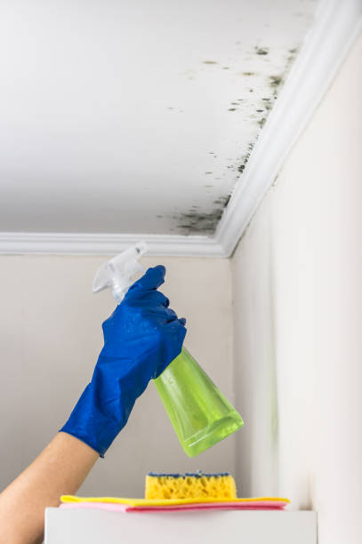 Best Mold Removal Specialists  in Frankl, IN