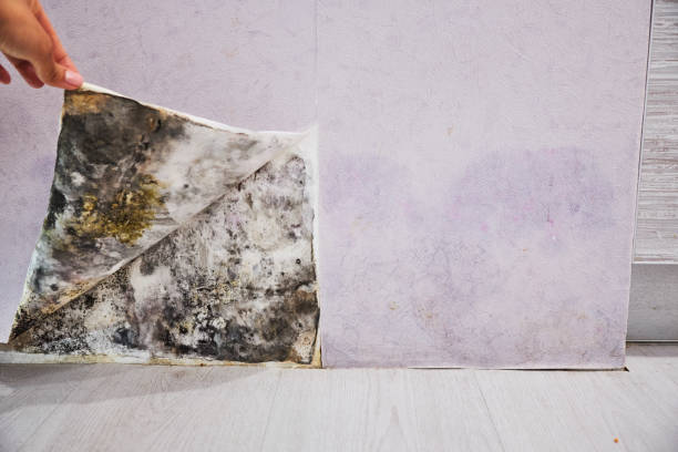 Office Mold Removal Services in Franklin, IN